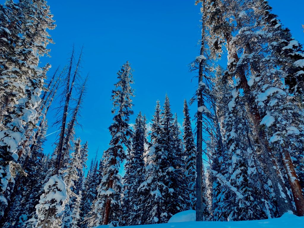 vail trees