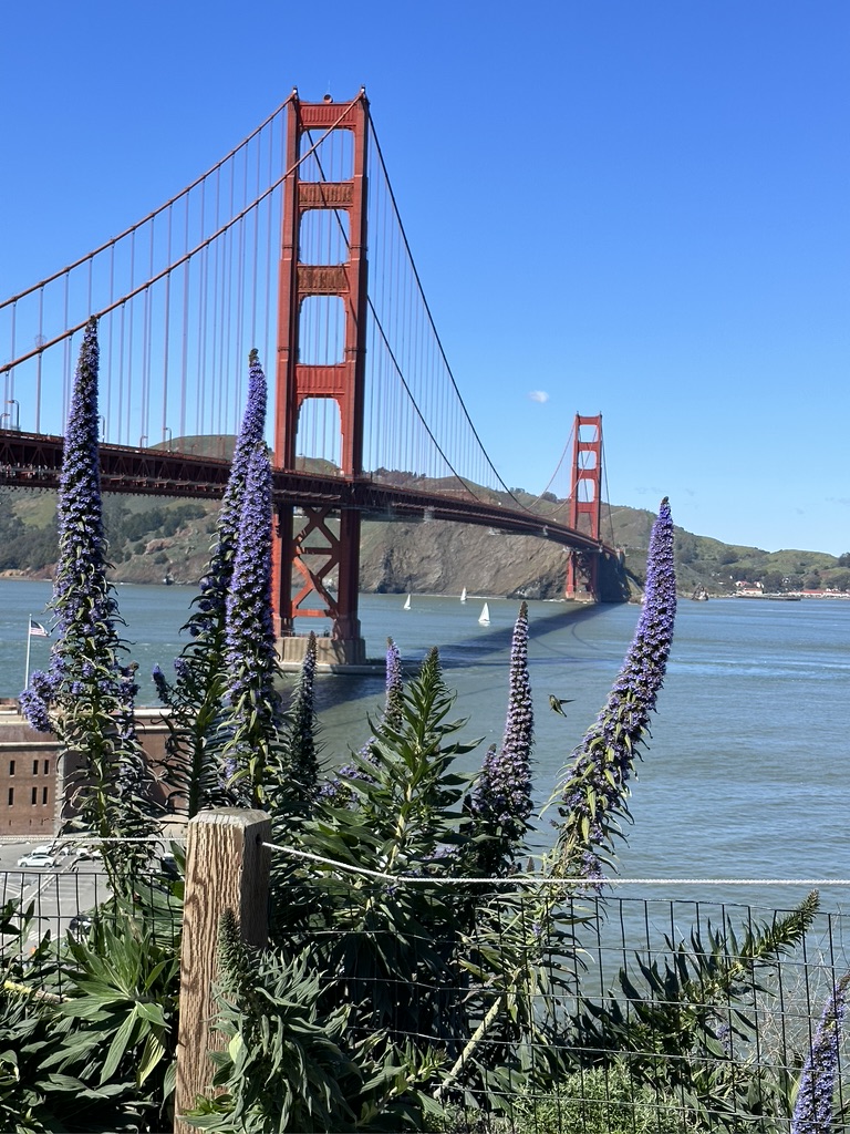 San Francisco Bridge In Spring